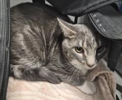 Shelter Stray Male Cat last seen Near Undercliff Avenue, BRONX, NY, 10453, New York, NY 10029