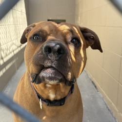 Shelter Stray Male Dog last seen NW 20th, OR, Troutdale, OR 97060