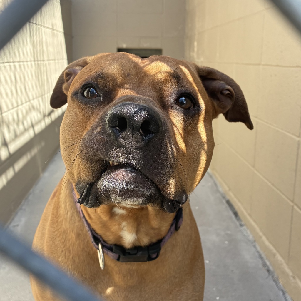 Shelter Stray Male Dog last seen NW 20th, OR, Troutdale, OR 97060