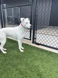 Lost Female Dog last seen Entrance to Saddlebrook ests , Waxahachie, TX 75165