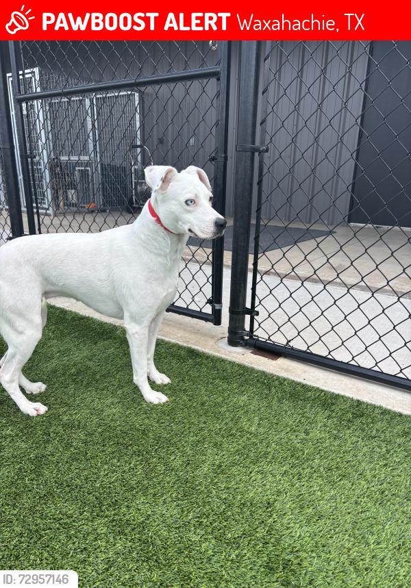 Lost Female Dog last seen Entrance to Saddlebrook ests , Waxahachie, TX 75165