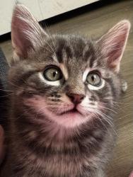 Shelter Stray Male Cat last seen Near W Melville Drive, Magna Township, UT, 84044, Taylorsville, UT 84123