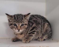 Shelter Stray Female Cat last seen Near E Main, El Cajon, CA, 92021, El Cajon, CA 92020