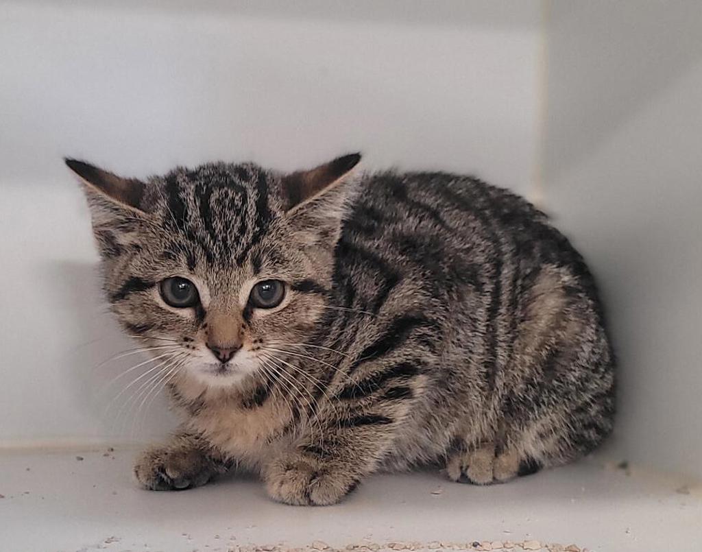 Shelter Stray Female Cat last seen Near E Main, El Cajon, CA, 92021, El Cajon, CA 92020