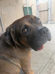 Shelter Stray Male Dog last seen Reed Avenue, San Diego, CA, 92107, San Diego, CA 92110