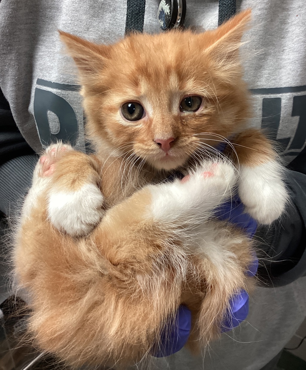 Shelter Stray Male Cat last seen Near Virginia Creeper Lane, WILLOW SPRING, NC, 27592, Raleigh, NC 27610