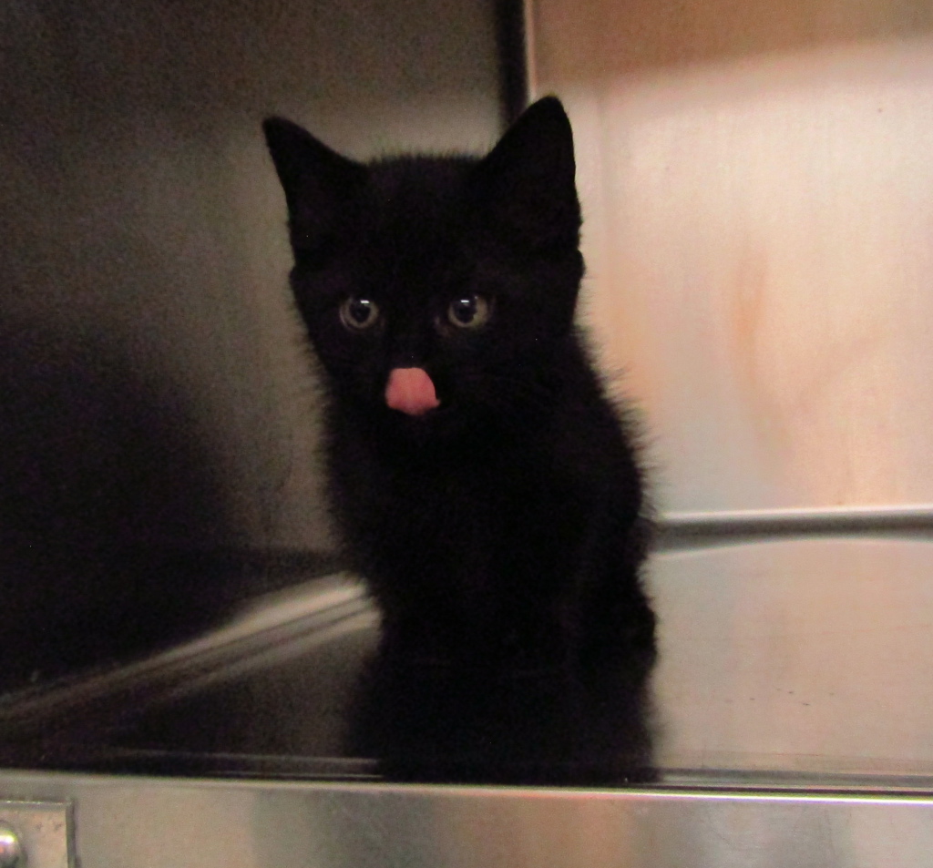 Shelter Stray Male Cat last seen on 540 between capital and Louisburg rd, RALEIGH, NC, 27616, Raleigh, NC 27610