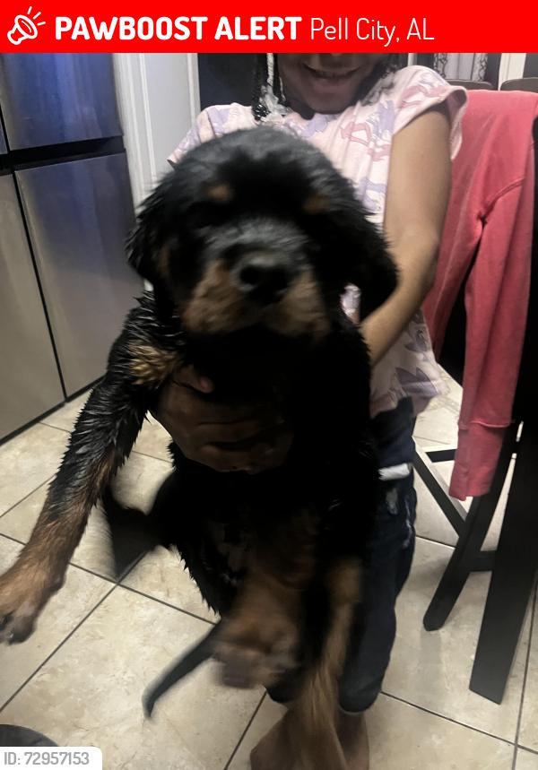 Lost Male Dog last seen in our backyard , Pell City, AL 35125