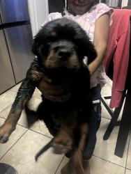 Lost Male Dog last seen in our backyard , Pell City, AL 35125