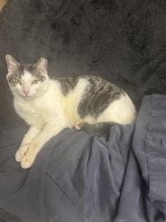 Lost Male Cat last seen Bright star rd & Cowanmill Rd, Winston, GA 30187