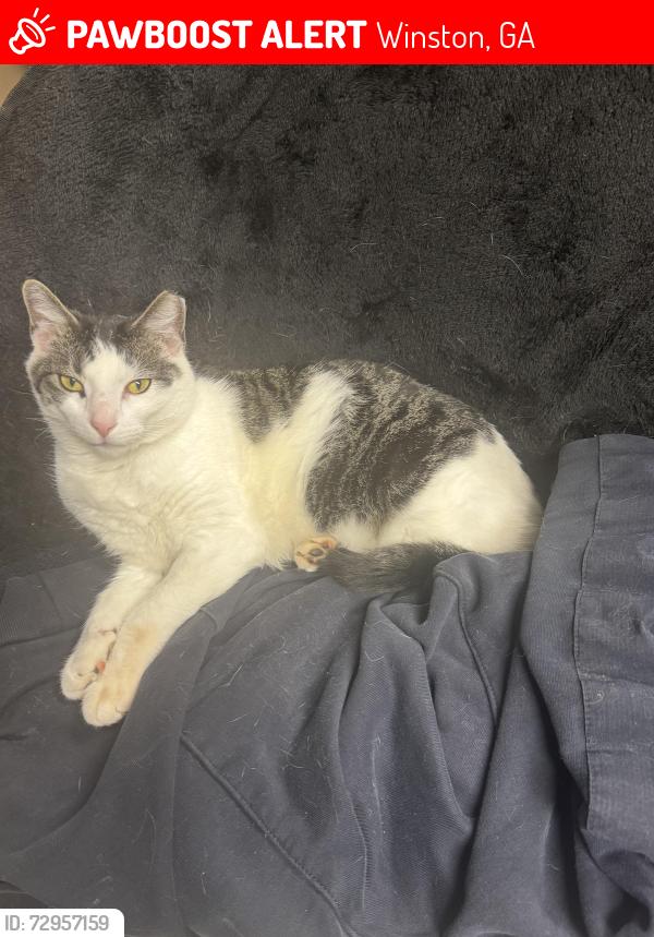 Lost Male Cat last seen Bright star rd & Cowanmill Rd, Winston, GA 30187