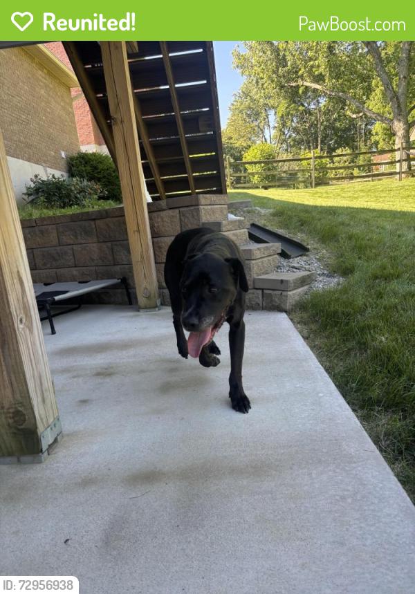Reunited Male Dog last seen Saxton and nordan, West Chester Township, OH 45069