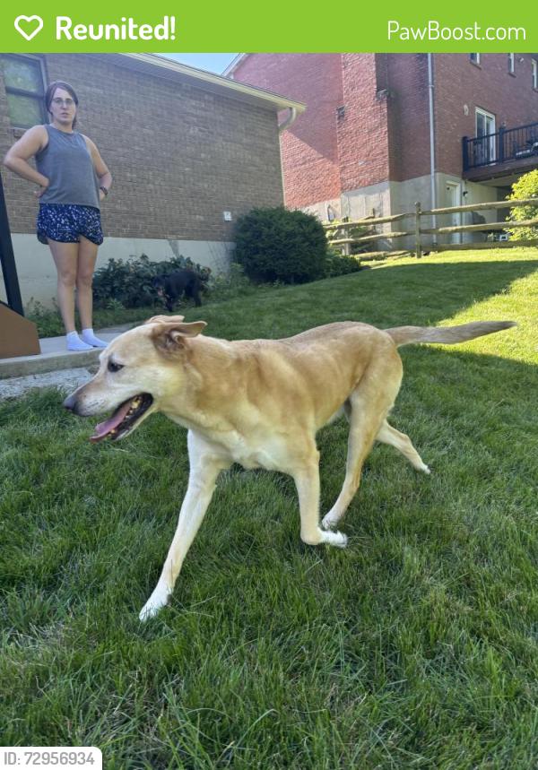 Reunited Unknown Dog last seen Saxton and Nordan, West Chester Township, OH 45069