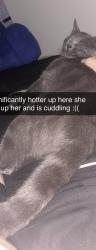 Lost Female Cat last seen Near Westport rd, Elizabethtown, KY 42701