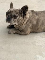 Found/Stray Female Dog last seen Wild Oak CT, Perris, CA 92585