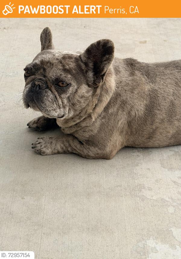 Found/Stray Female Dog last seen Wild Oak CT, Perris, CA 92585