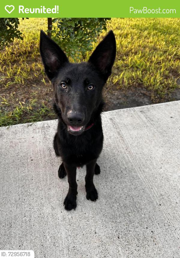 Reunited Male Dog last seen E Bowie and 25th St, Harlingen, TX 78550