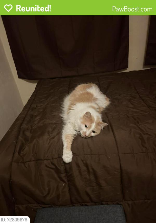 Reunited Male Cat last seen Cypress Drive and Mattis Avenue , Champaign, IL 61821