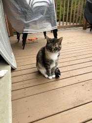 Lost Female Cat last seen Vienna Ontario, Vienna, ON N0J 1Z0