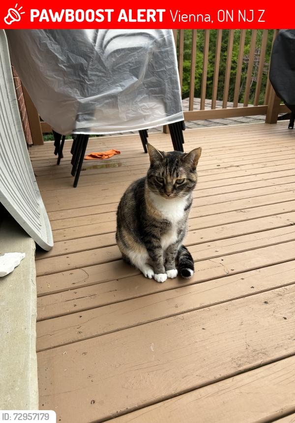 Lost Female Cat last seen Vienna Ontario, Vienna, ON N0J 1Z0