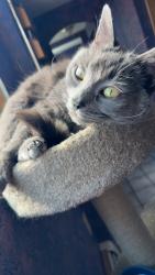 Lost Male Cat last seen C, Marlborough, MA 01752