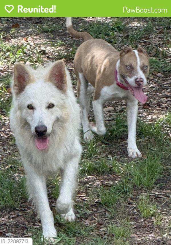Reunited Male Dog last seen Toucan Trail, Spring Hill, FL 34606