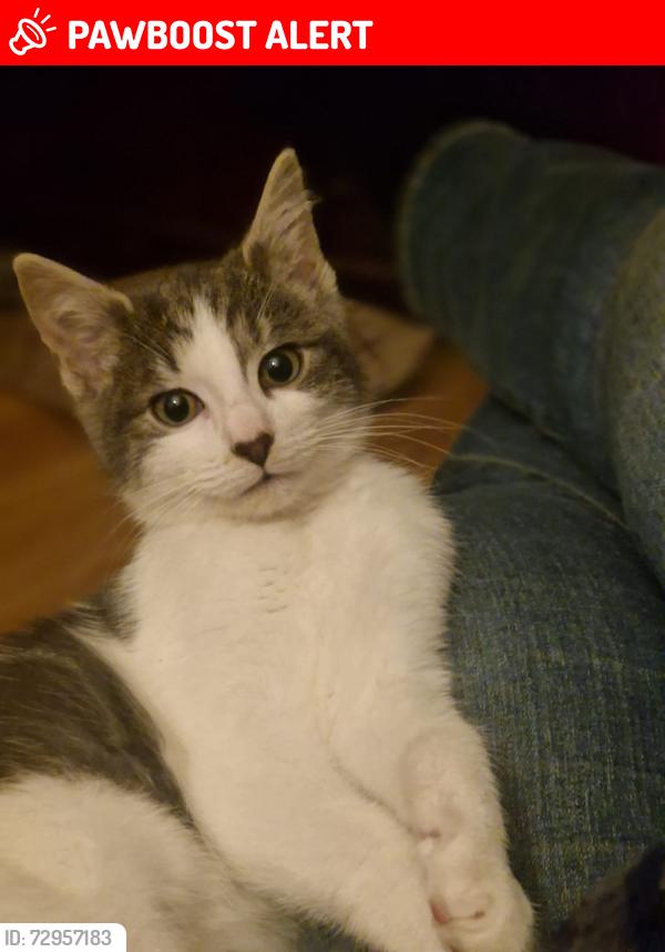 Lost Female Cat last seen Gamble avenue, Merseyside, England WA10