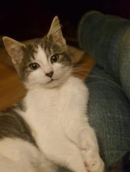 Lost Female Cat last seen Gamble avenue, Merseyside, England WA10