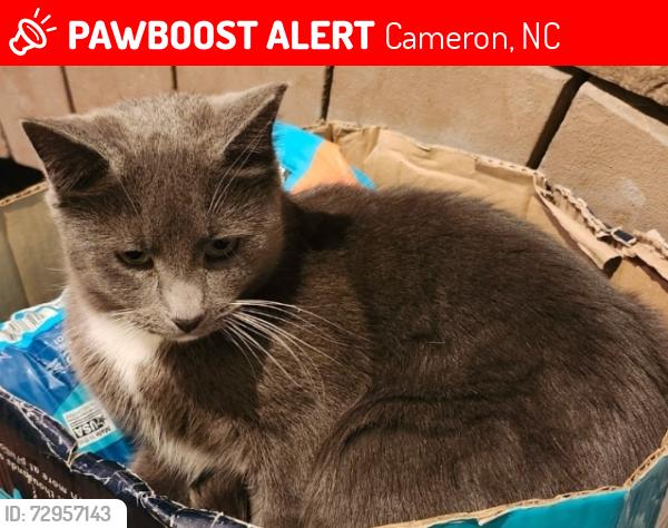 Lost Female Cat last seen Lexington Lane driveway, Cameron, NC 28326