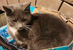 Lost Female Cat last seen Lexington Lane driveway, Cameron, NC 28326