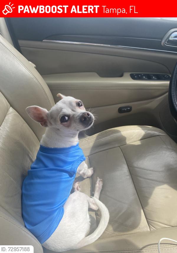 Lost Female Dog last seen Near north calder place, Tampa, FL 33604