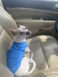 Lost Female Dog last seen Near north calder place, Tampa, FL 33604