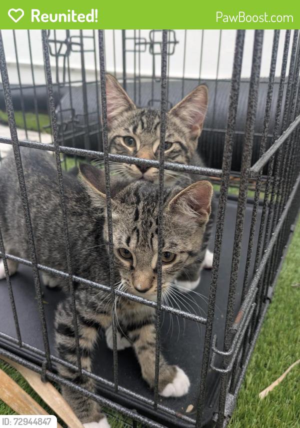 Reunited Unknown Cat last seen Indian hills recreational park, Fort Pierce, FL 34950