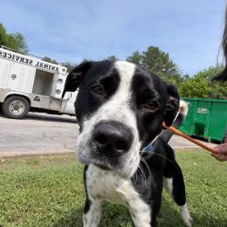 Shelter Stray Male Dog last seen , Red Bank, TN 37415