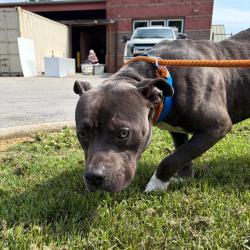 Shelter Stray Male Dog last seen , Red Bank, TN 37415