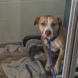 Shelter Stray Female Dog last seen , Matteson, IL 60443