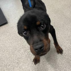 Shelter Stray Male Dog last seen , Matteson, IL 60443