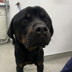 Shelter Stray Female Dog last seen , Matteson, IL 60443