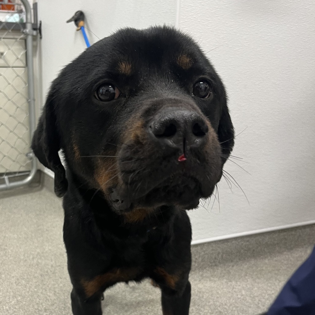 Shelter Stray Female Dog last seen , Matteson, IL 60443