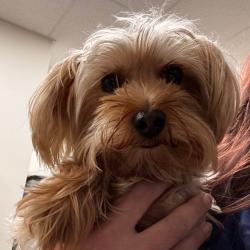 Shelter Stray Male Dog last seen , Matteson, IL 60443