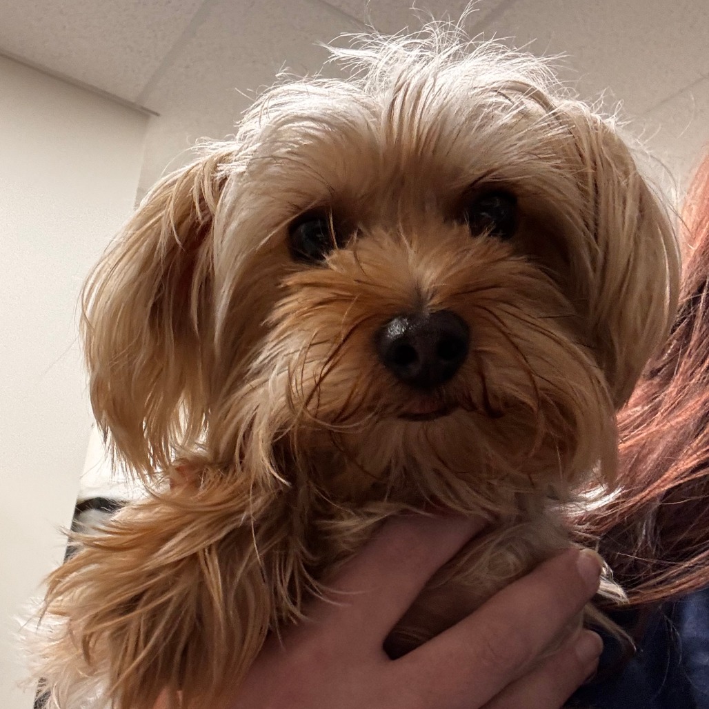 Shelter Stray Male Dog last seen , Matteson, IL 60443
