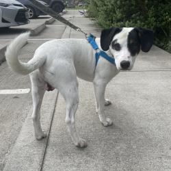 Shelter Stray Male Dog last seen , Dickinson, TX 77539