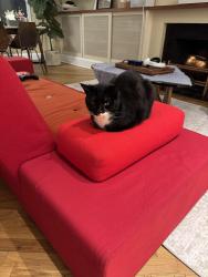 Reunited Male Cat last seen Near south Portland Avenue , Brooklyn, NY 11217