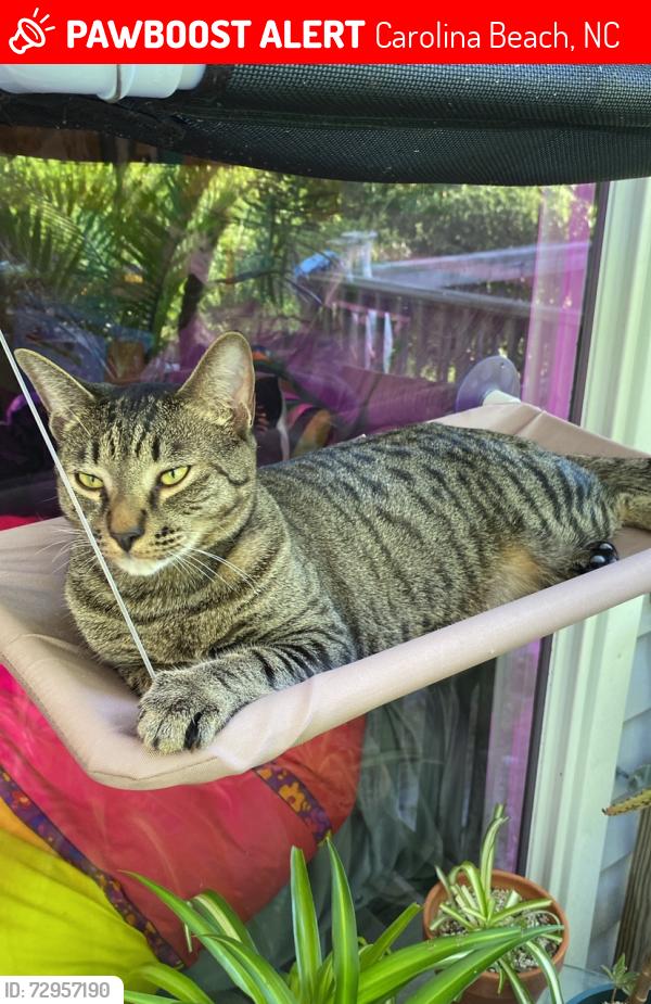 Lost Male Cat last seen Corner of Salt Water and Seafarer, CB, Carolina Beach, NC 28428