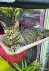 Lost Male Cat last seen Corner of Salt Water and Seafarer, CB, Carolina Beach, NC 28428