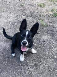 Reunited Male Dog last seen Ferris Road near lancaster airport, Lancaster, TX 75146