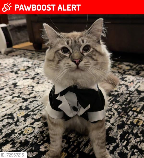 Lost Male Cat last seen Aylesford road, Handsworth, England B21