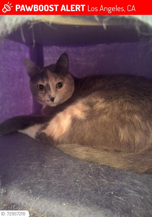 Lost Female Cat last seen mesa and 3rd st., Los Angeles, CA 90731