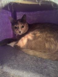 Lost Female Cat last seen mesa and 3rd st., Los Angeles, CA 90731