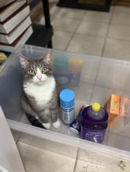 Lost Male Cat last seen Robinson & flood , Norman, OK 73069